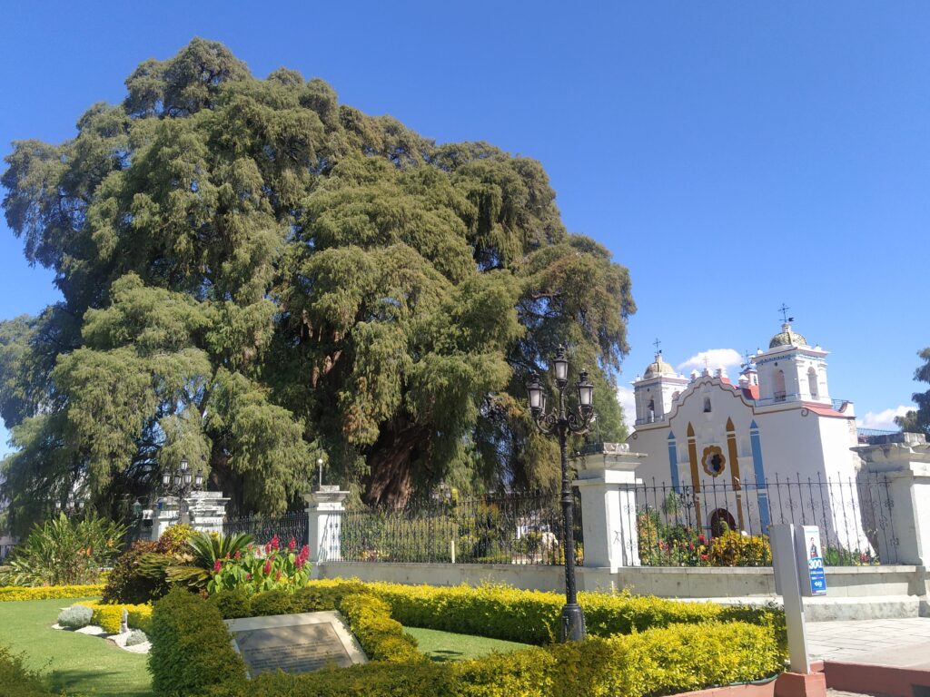 Arbol de Tule next to the Templo de Santa María de la Asunción