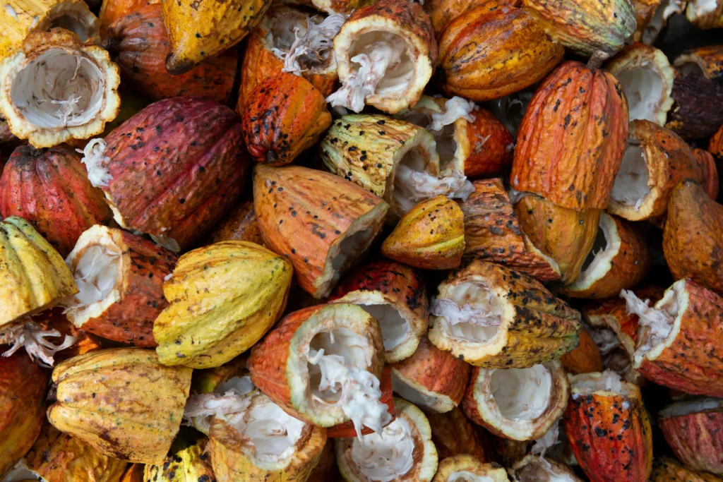 Cacao pods